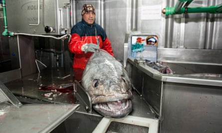 Processing a toothfish on board a fishing vessel in the south Atlantic