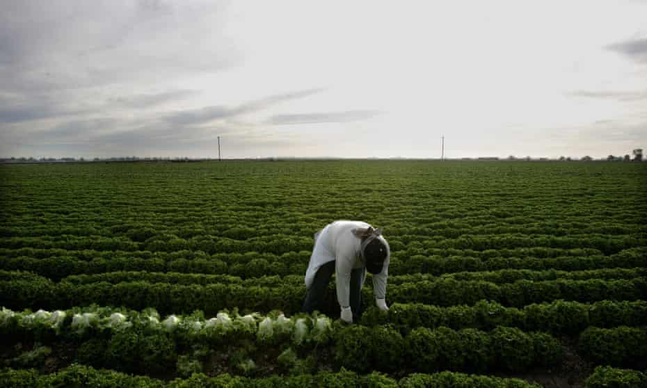 A farm worker harvests lettuce near the border town of Calexico, California.