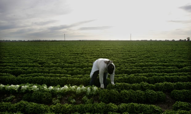 A farm worker harvests lettuce in a field near Calexico, California