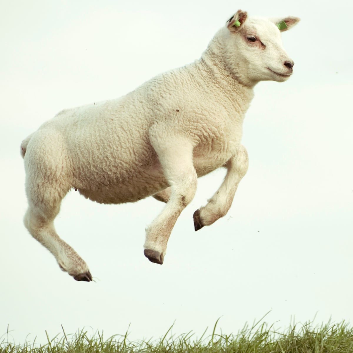 SheepinSleepin