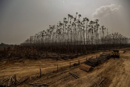 Photo taken in August 2019 shows a destroyed eucalyptus plantation after fire in Humaita, Amazonas, Brazil.