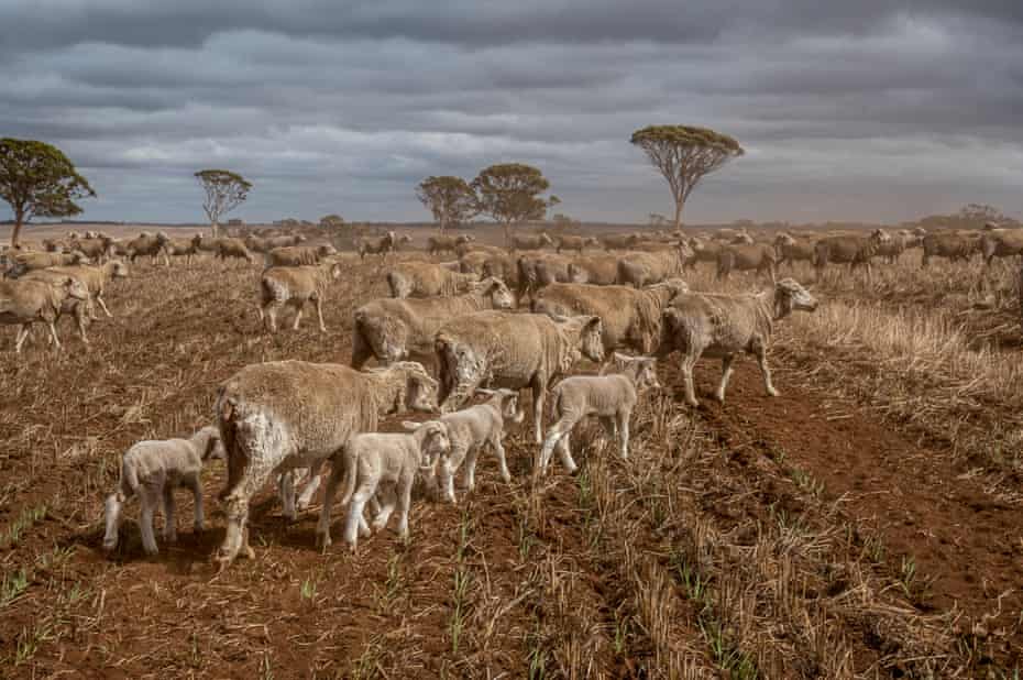 Sheep crossing Simon Wallwork and Cindy Stevens’ 3600 Hectare Farm in Corrigin, Great Southern district of Western Australia.