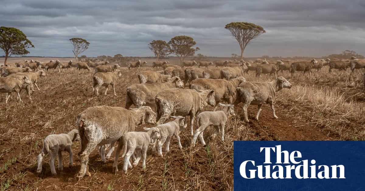 ‘Living climate change now’: how WA farmers are trying to turn the tide