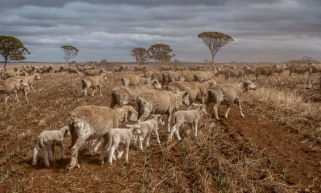 Simon Wallwork and Cindy Stevens’ 3600 Hectare Farm in Corrigin, Great Southern district of Western Australia.