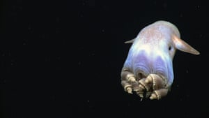 A dumbo octopus, just one of millions of barely understood deep-sea species at risk from mining.