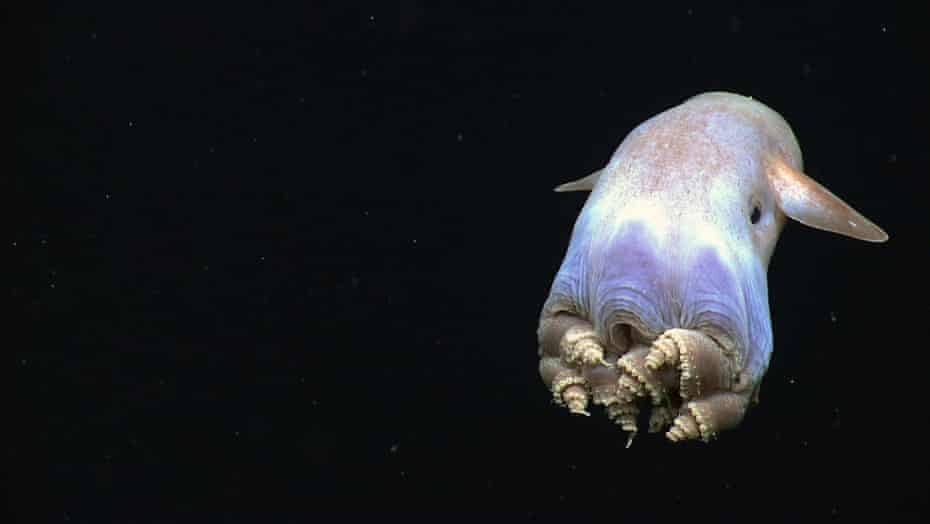 A dumbo octopus, just one of millions of barely understood deep-sea species at risk from mining.
