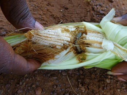 An armyworm caterpillar eating the kernels of a cob of corn.
