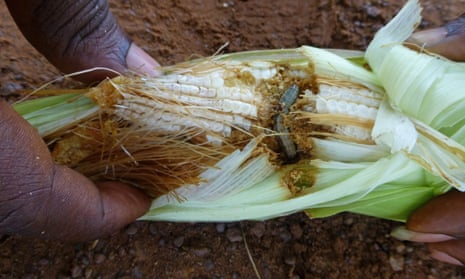 Fall armyworm on ear of maize
