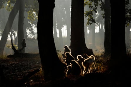 A group of grey langur monkeys in Kanha national park.