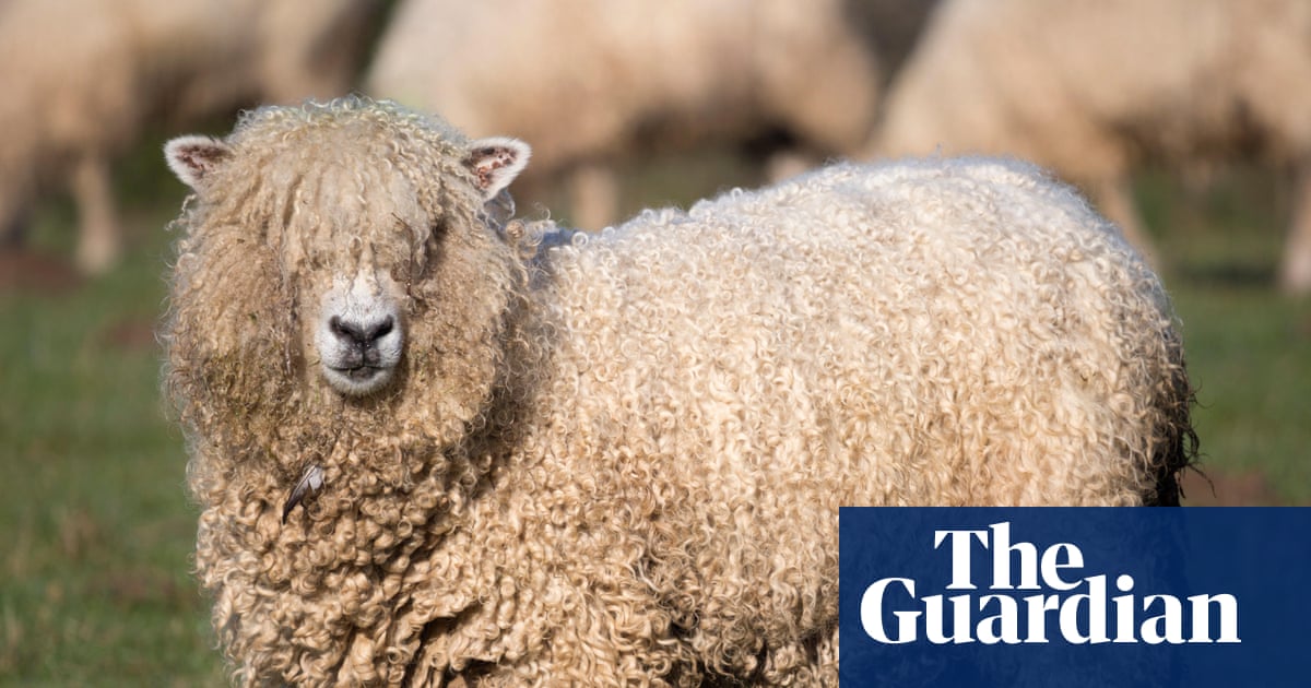 Needless suffering of unsheared sheep | Brief letters