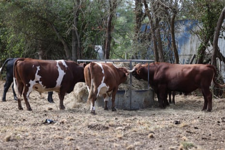 Three brown and white cattle feed on hay in a dry paddock.