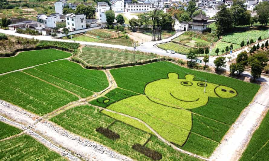 Global reach … a Rice Field In Huangshan, China, with an image of Peppa