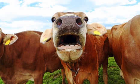 cow with open mouth