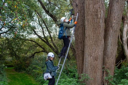 One woman climbs a ladder up a tree to check a bat box while another waits at the bottom.