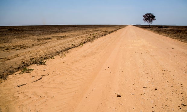 A single tree is all that remains of a field cleared for soya in an area of the Brazilian Cerrado