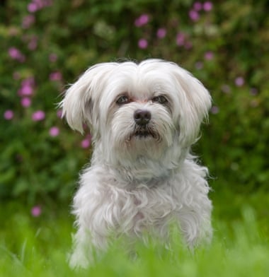 Maltese dog