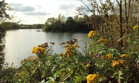 Walthamstow Wetlands: a view taken looking over water from dense flower and plant area.