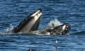 A slightly bewildered seal rests in the mouth of a humpback whale who comes up for air above the sea water