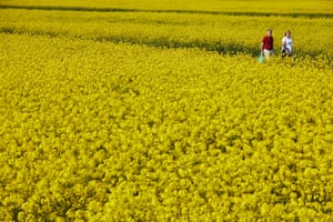 14 April – People taking their daily exercise past a field of oilseed rape at Rainford, Merseyside, as lockdown measures continue