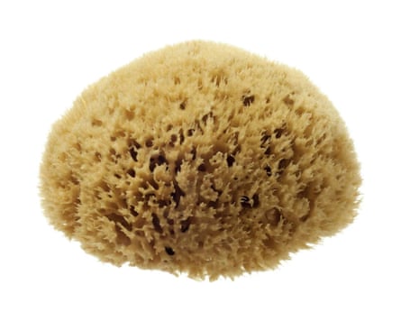 Hydréa London unbleached rounded-top natural sea sponge 4-4.5 inches