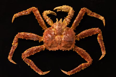 a king crab