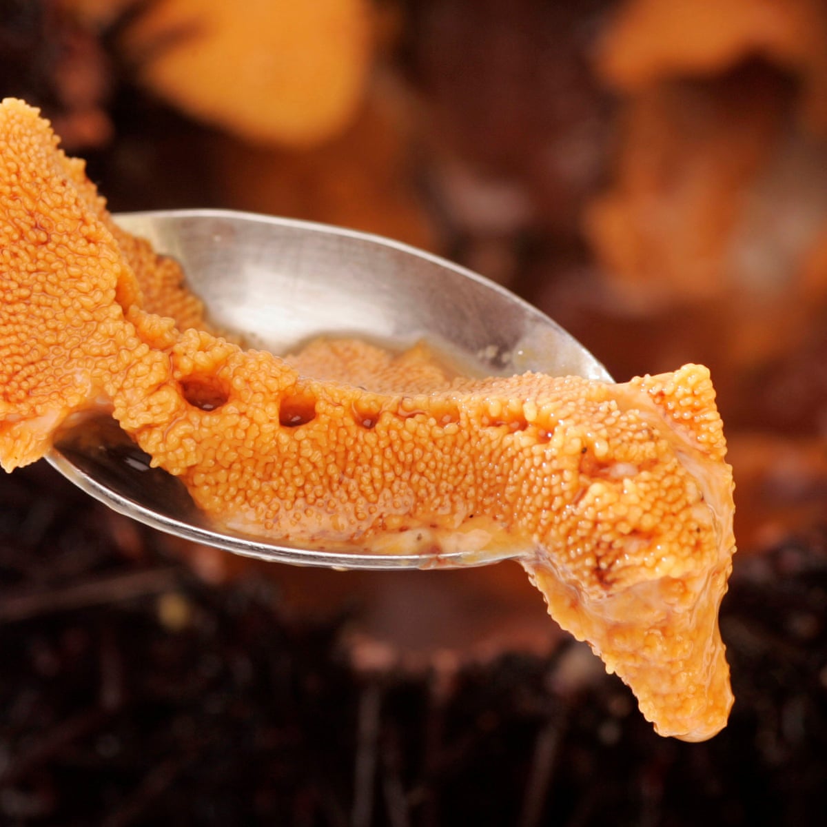 Sea Urchin Is In Demand It S The Ocean S Foie Gras Delicious But Not Entirely Ethical Food The Guardian