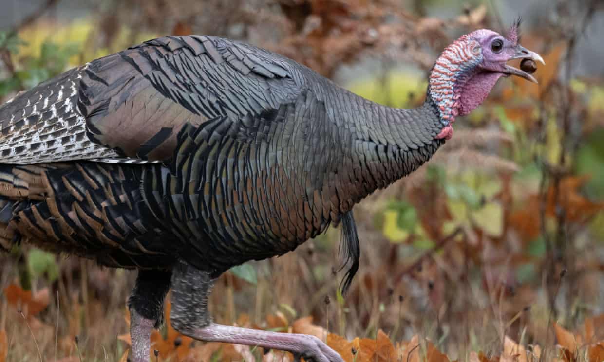 ‘Our little uniter’: New Jersey town bereft by capture of Turkules, the renegade wild turkey (theguardian.com)