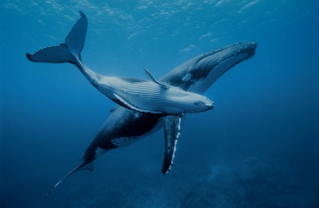A young humpback whale with its mother in the warm waters of the Pacific Ocean.