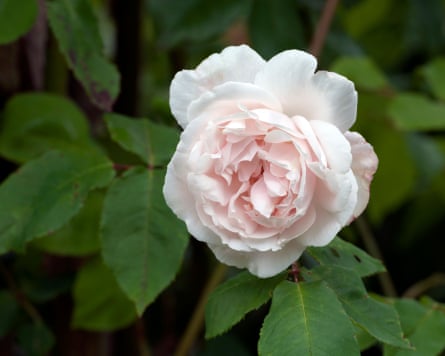 The pale pink flower of the Mme Alfred Carriere climbing rose