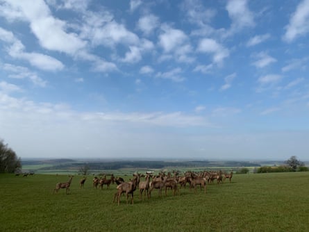 Red deer near Risby.