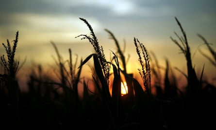 Corn plants are seen at sunset in a farm near Rafaela, Argentina
