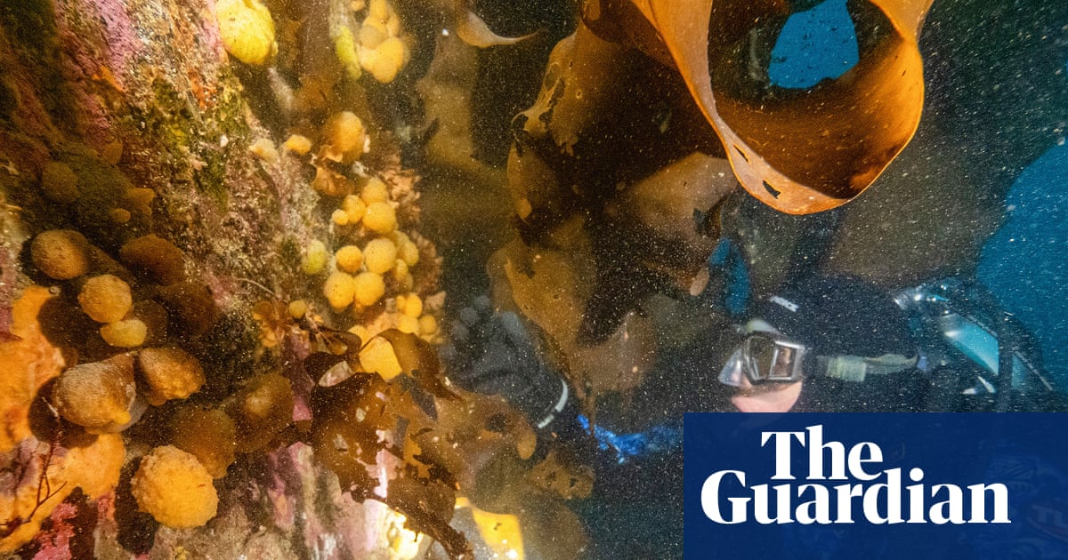 Tiny Antarctic sea creature could be key to treating melanoma, researchers say