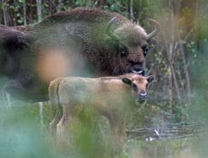 Um filhote de bisão fica com sua mãe em uma floresta no Wildwood Trust perto de Canterbury em Kent, Reino Unido. Kent Wildlife Trust e Wildwood Trust, as duas instituições de caridade por trás do projeto Wilder Blean Bison, um projeto de conservação inovador e premiado em Canterbury, Kent, deram as boas-vindas a dois filhotes no rebanho, elevando a população de rebanhos de bisões selvagens no projeto para oito