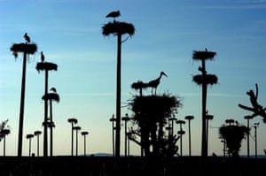 Storks nest on top of prefabricated posts near Caceres, Extremadura