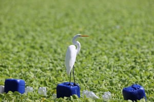 A heron perches on a plastic container on Lake Suchitlán.