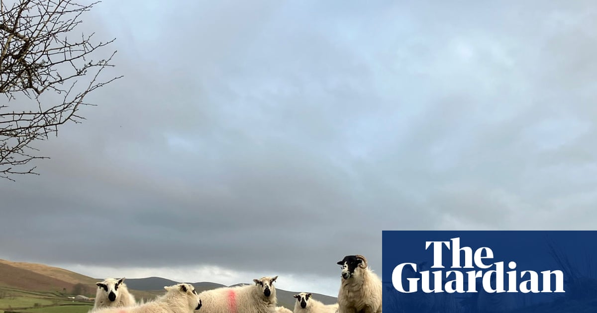 Country diary: Lambing season is here – how long until white-tailed eagles are overhead? | Andrea Meanwell