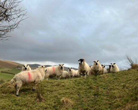 Country diary: Lambing season is here – how long until white-tailed eagles are overhead? | Andrea Meanwell