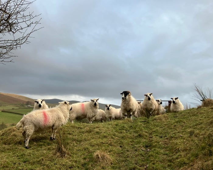 Country diary: Lambing season is here – how long until white-tailed eagles are overhead? | Andrea Meanwell