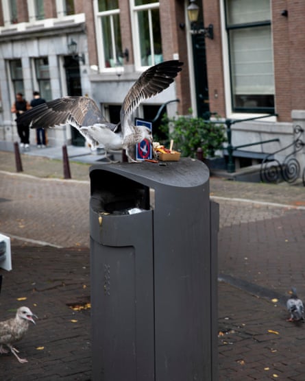 A herring gull eating leftover fries on top of a grey bin.