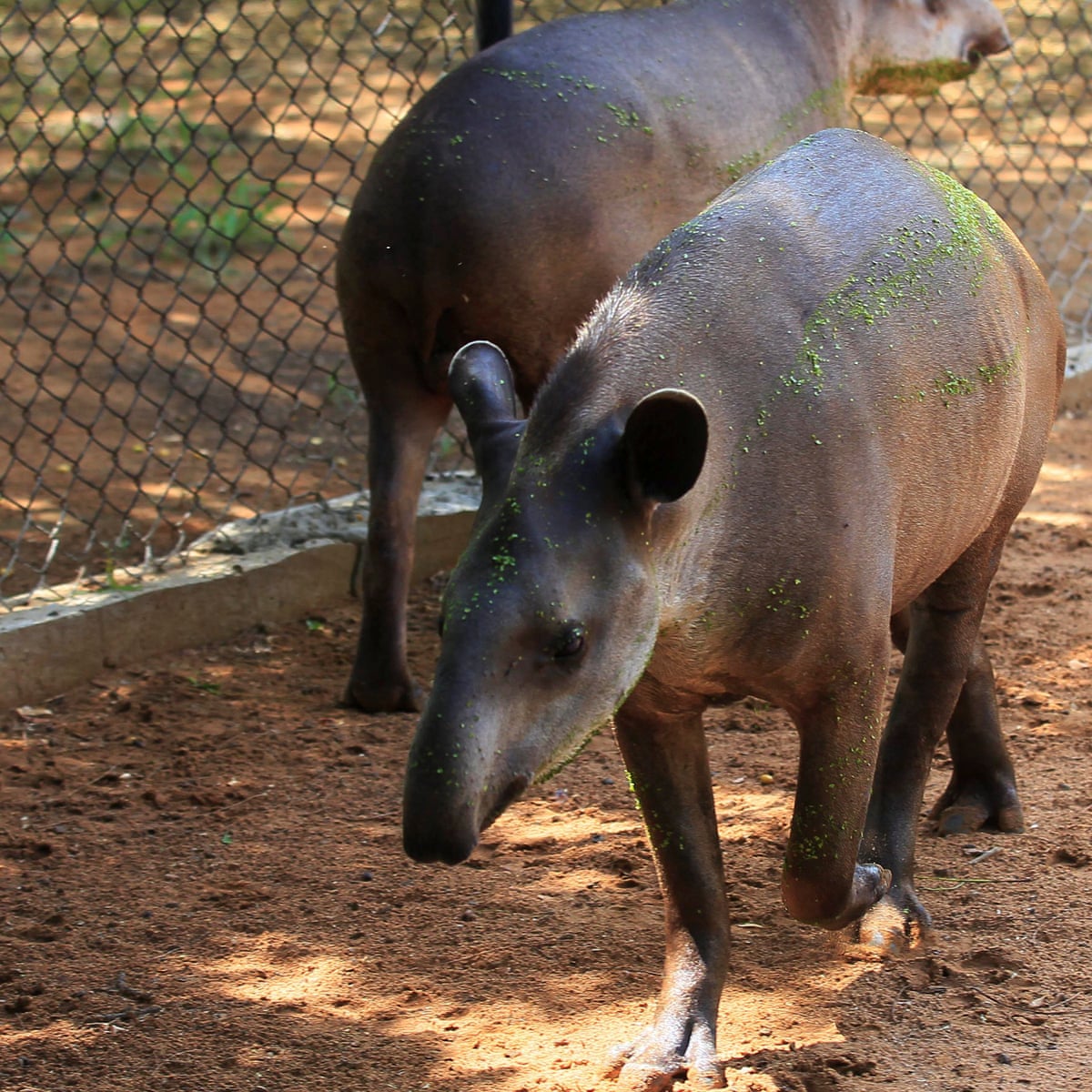 Thieves stealing Venezuela zoo animals to eat them, say police ...