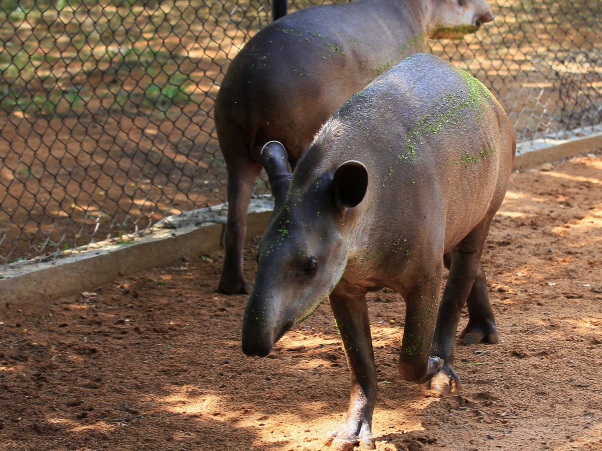 Thieves stealing Venezuela zoo animals to eat them, say police ...