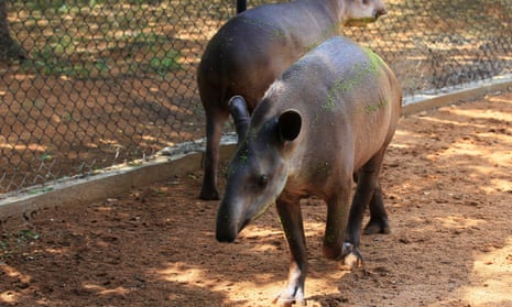 Tapirs at Venezeuala’s Zulia’s Metropolitan Zoological Park in Maracaibo. Some species at the zoo have been stolen for food say authorities.