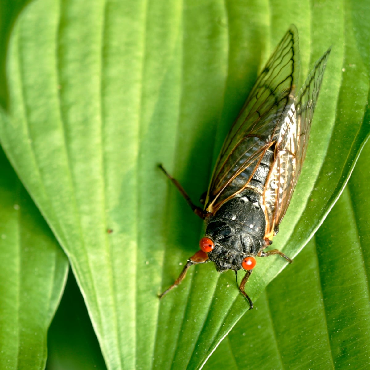 photo Cicadas Brood X 2004 brood x cicadas set to emerge