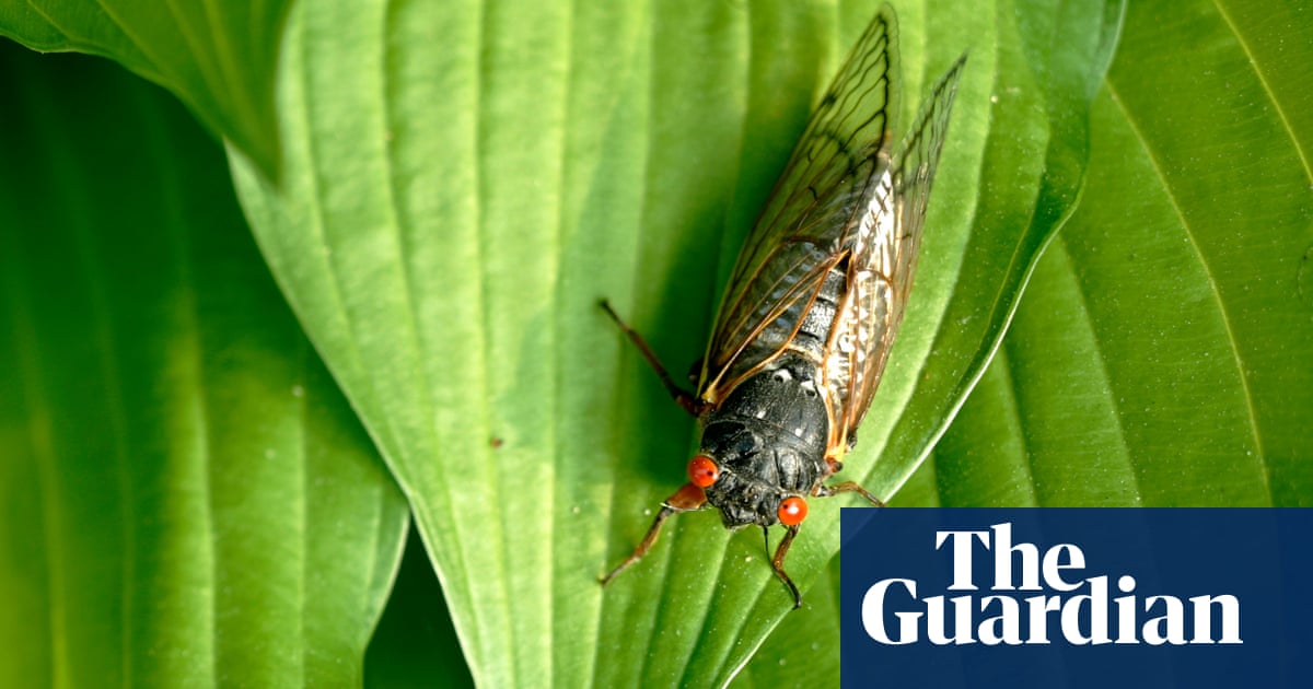 US researchers seek citizen scientists as billions of Brood X cicadas set to emerge