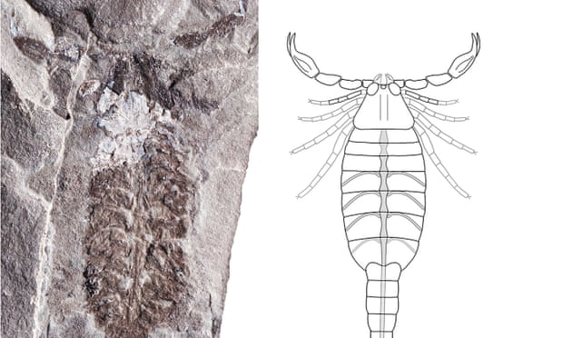 Parioscorpio venator  fossil