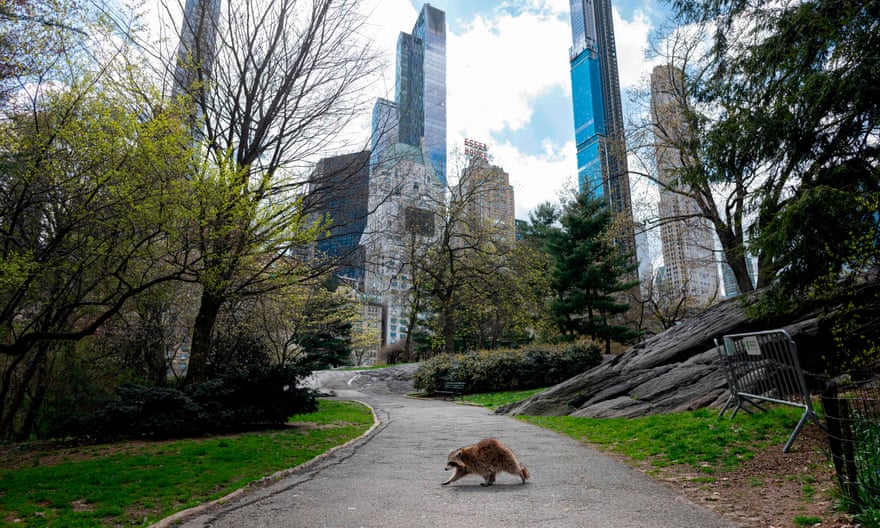 A raccoon walks in Central Park in Manhattan.