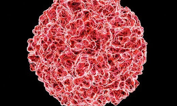Computer artwork of the human rhinovirus. Photograph: Alamy Stock Photo