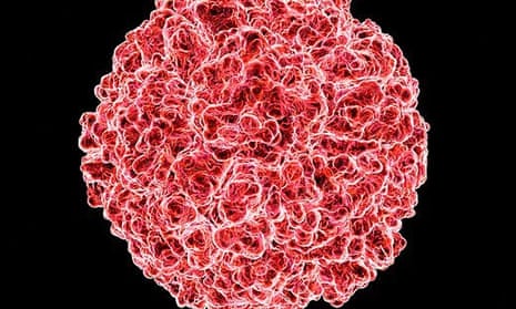 Computer artwork of the human rhinovirus