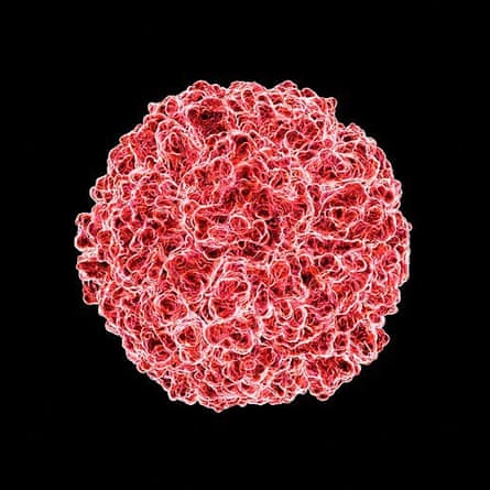 A CGI image of the human rhinovirus