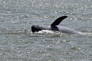 A freshwater dolphin swimming in the Mekong River in Cambodia’s Kratie province. - Cambodia has announced tough new restrictions on fishing in the vast river to try to reduce the number of dolphins trapped and killed inadvertently in fishermen’s nets.